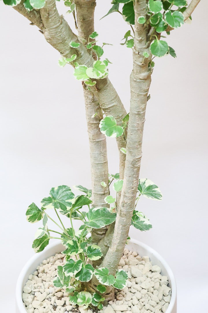 【ポリシャス マルギナータ】葉の模様がとても美しい！あまり生産されていない品種の観葉植物です！