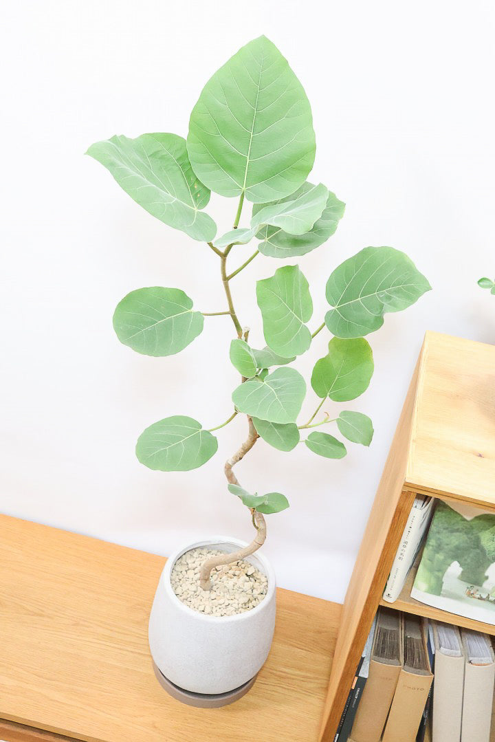 フィカス エベレスト - 鉢物・観葉植物・花・樹木などの卸売は村田永