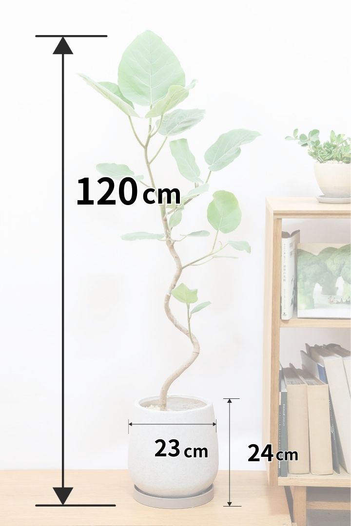 希少品種❗️ フィカス　エベレスト　ゴムの木 曲がり 観葉植物　プレゼント 曲がり 観葉植物　プレゼント 希少品種❗️ フィカス　エベレスト　ゴムの木