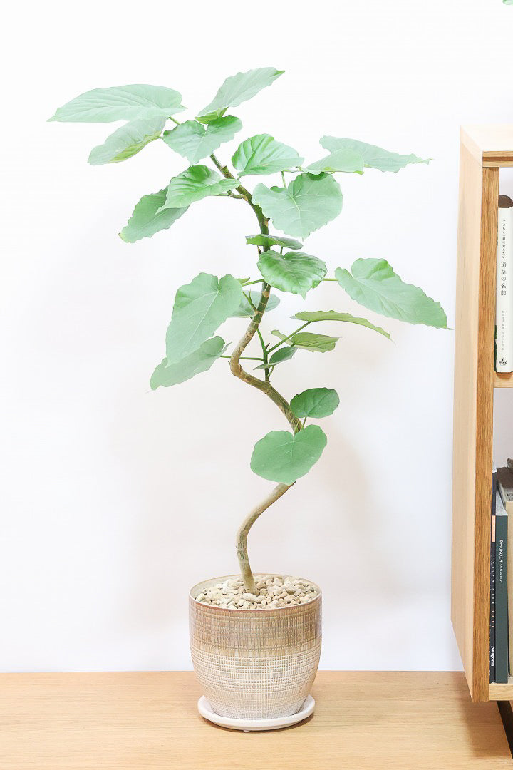 【ウンベラータ】人気のデザインPOT！曲り樹形の名手でもある生産者さんが手塩に掛けたバランスの良い素晴らしい樹形です！幹のクネクネがGOOD！