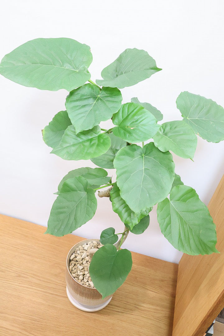 【ウンベラータ】人気のデザインPOT！曲り樹形の名手でもある生産者さんが手塩に掛けたバランスの良い素晴らしい樹形です！幹のクネクネがGOOD！