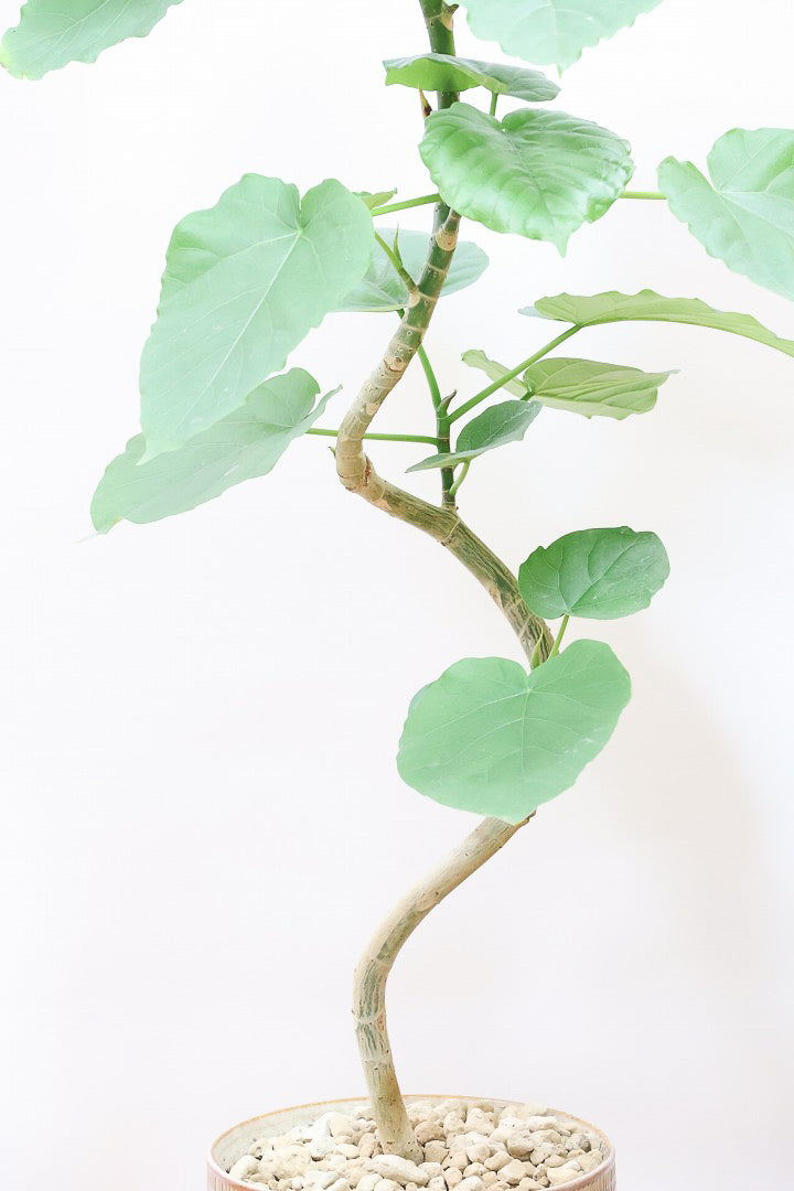 【ウンベラータ】人気のデザインPOT！曲り樹形の名手でもある生産者さんが手塩に掛けたバランスの良い素晴らしい樹形です！幹のクネクネがGOOD！