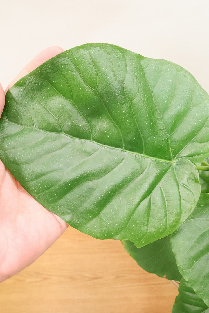 【ウンベラータ】人気のデザインPOT！曲り樹形の名手でもある生産者さんが手塩に掛けたバランスの良い素晴らしい樹形です！幹のクネクネがGOOD！
