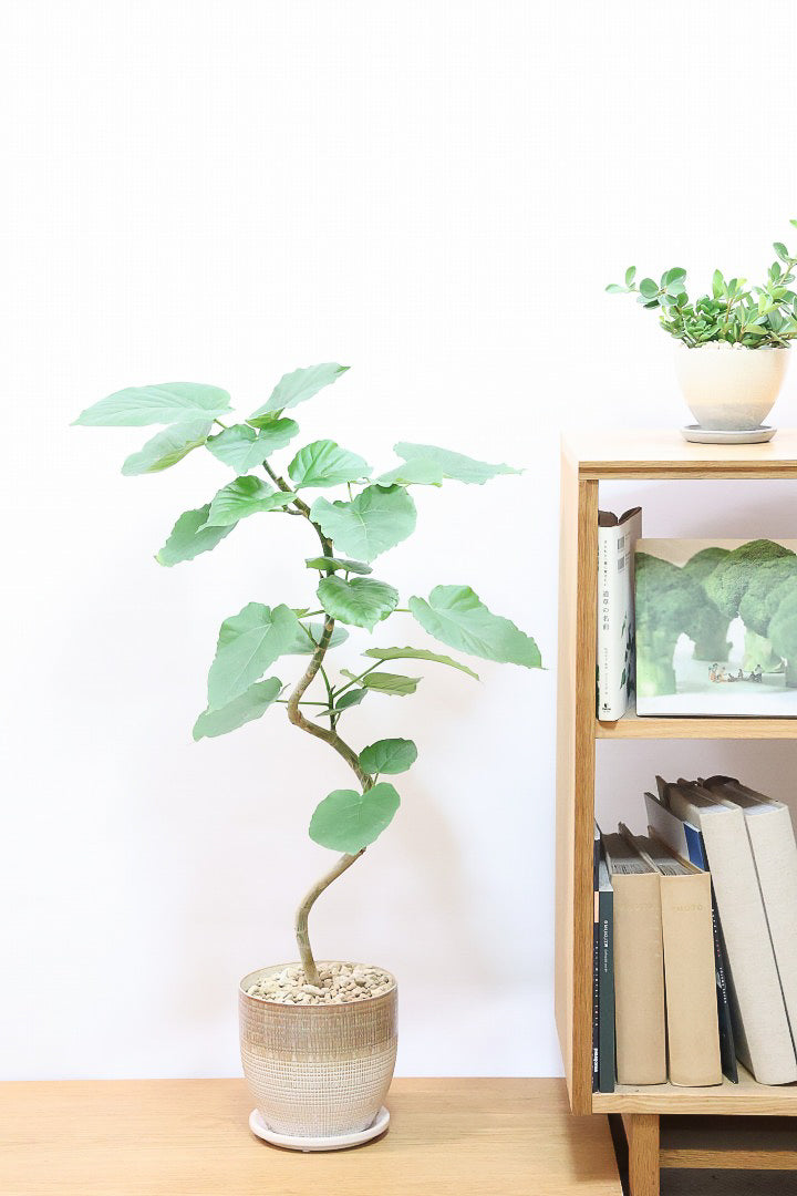 【ウンベラータ】人気のデザインPOT！曲り樹形の名手でもある生産者さんが手塩に掛けたバランスの良い素晴らしい樹形です！幹のクネクネがGOOD！