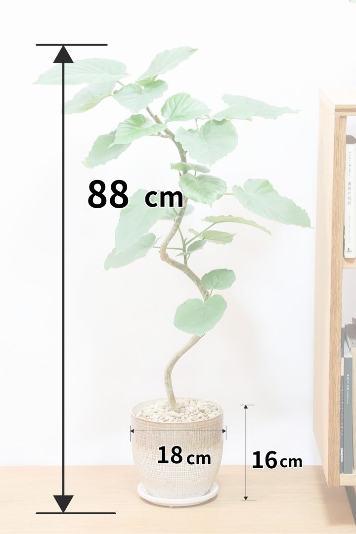 【ウンベラータ】人気のデザインPOT！曲り樹形の名手でもある生産者さんが手塩に掛けたバランスの良い素晴らしい樹形です！幹のクネクネがGOOD！