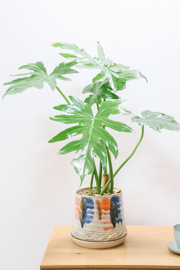 【フィロデンドロン マヨイタヒチ】かわいいデザインのＰＯＴ！大きくてギザギザの葉が特徴です！ボリュームもありますよ！