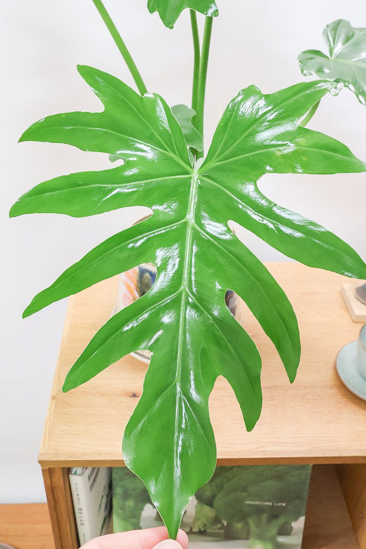 【フィロデンドロン マヨイタヒチ】かわいいデザインのＰＯＴ！大きくてギザギザの葉が特徴です！ボリュームもありますよ！