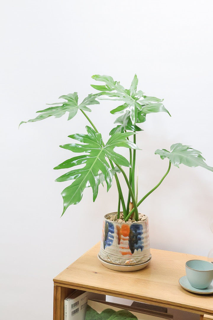 【フィロデンドロン マヨイタヒチ】かわいいデザインのＰＯＴ！大きくてギザギザの葉が特徴です！ボリュームもありますよ！