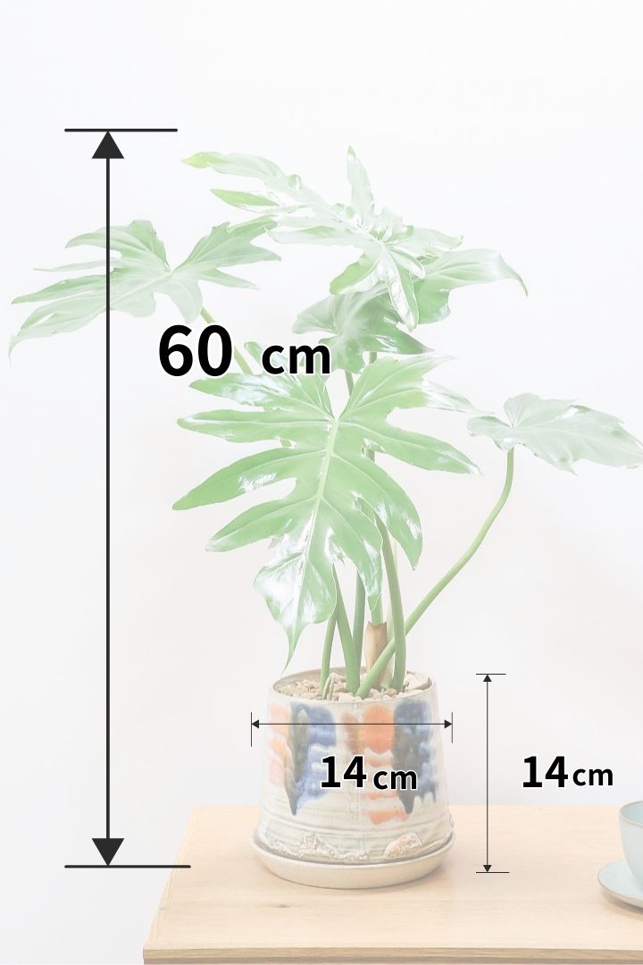 【フィロデンドロン マヨイタヒチ】かわいいデザインのＰＯＴ！大きくてギザギザの葉が特徴です！ボリュームもありますよ！