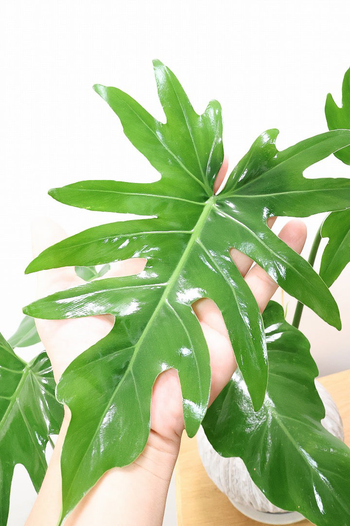 【フィロデンドロン マヨイタヒチ】人気種！大きくてギザギザの葉が特徴です！ボリュームもありますよ！
