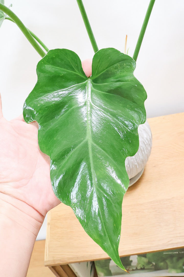 【フィロデンドロン マヨイタヒチ】人気種！大きくてギザギザの葉が特徴です！ボリュームもありますよ！
