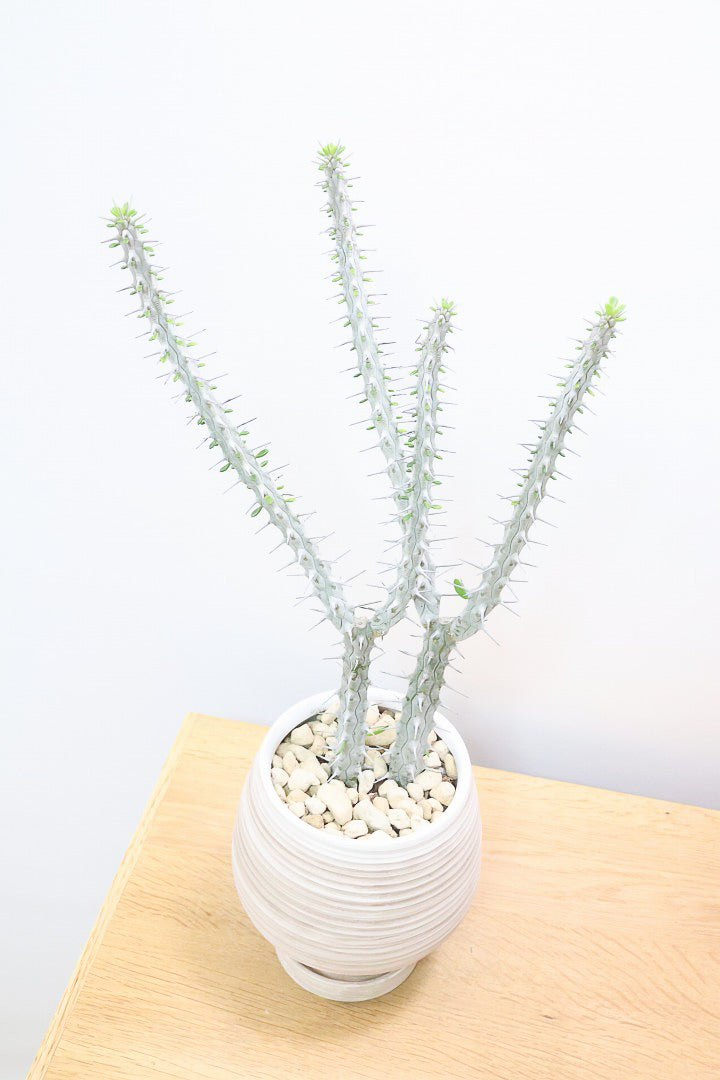 【アローディア】骨骨しいとてもワイルドで個性的な植物です!水やりが少なくて良い観葉植物です!