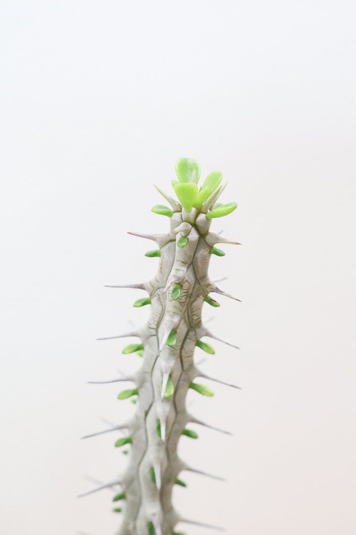 【アローディア】骨骨しいとてもワイルドで個性的な植物です!水やりが少なくて良い観葉植物です!