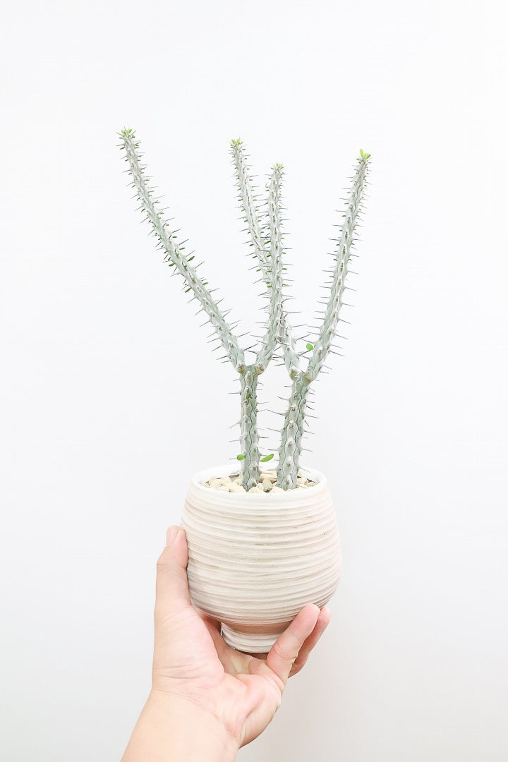 【アローディア】骨骨しいとてもワイルドで個性的な植物です!水やりが少なくて良い観葉植物です!