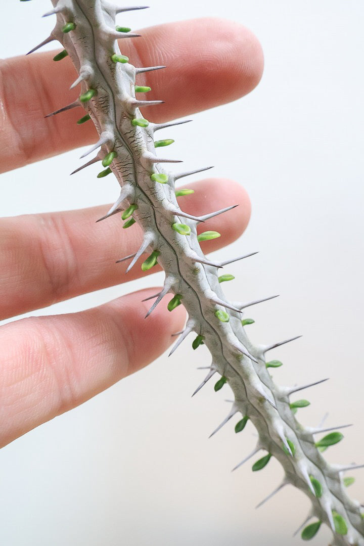 【アローディア】骨骨しいとてもワイルドで個性的な植物です!水やりが少なくて良い観葉植物です!