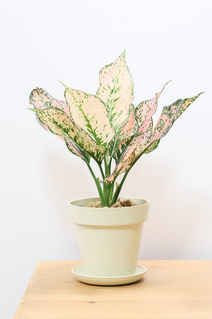 専用　アグラオネマ　A アグラオネマ カンクンピンクPW60406A| 観葉植物の通信販売