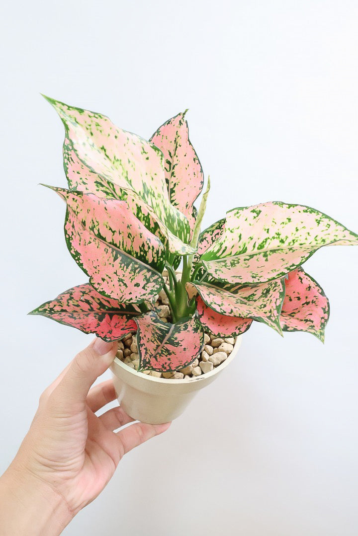 【アグラオネマ カンクンピンク】APEGO初入荷！新芽が多くてピンクの絶妙な葉色がたまらない！お手頃はプラスチック鉢でのご提案です！