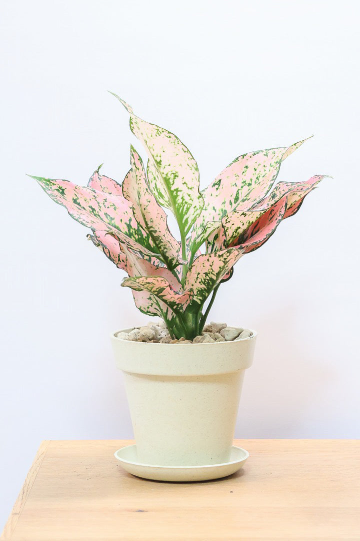 アグラオネマ ご注文分 アグラオネマ カンクンピンクPW60408C| 観葉植物の通信販売