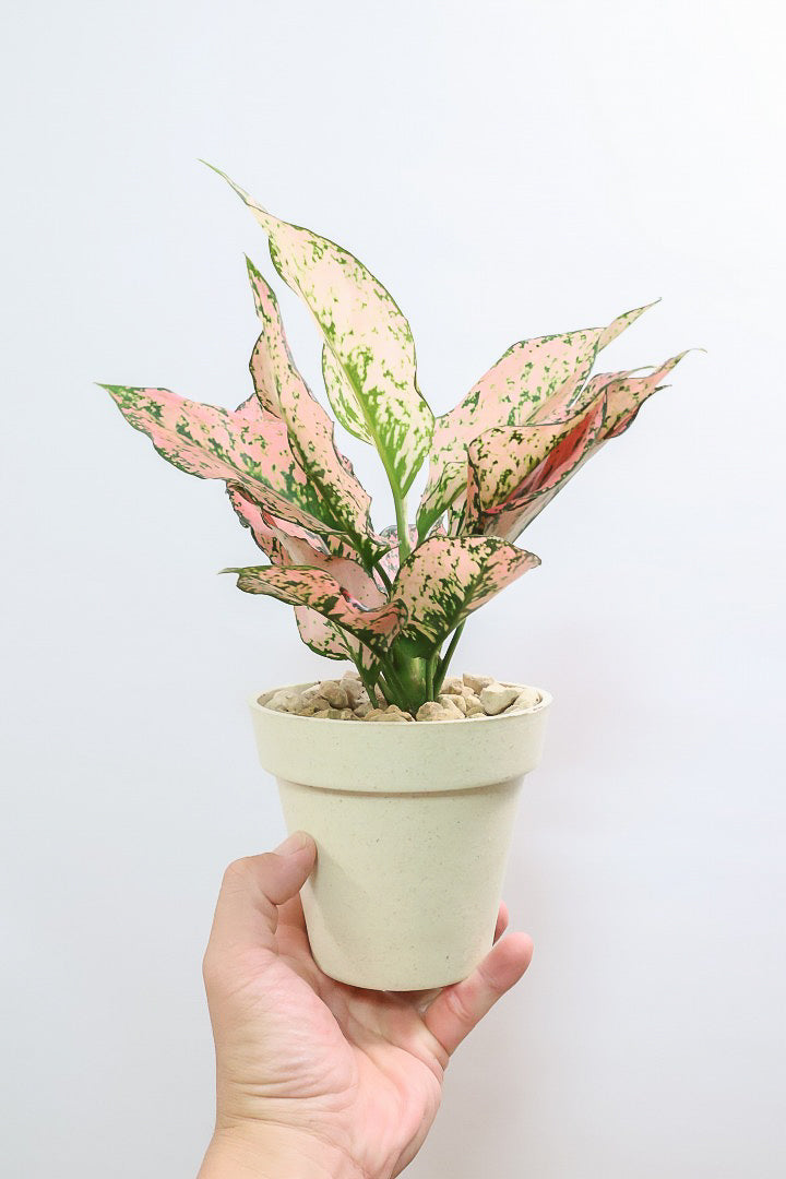 【アグラオネマ カンクンピンク】APEGO初入荷！新芽が多くてピンクの絶妙な葉色がたまらない！お手頃はプラスチック鉢でのご提案です！