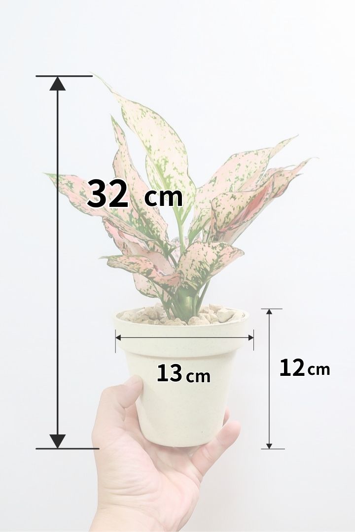 アグラオネマ カンクンピンクPW60408C| 観葉植物の通信販売