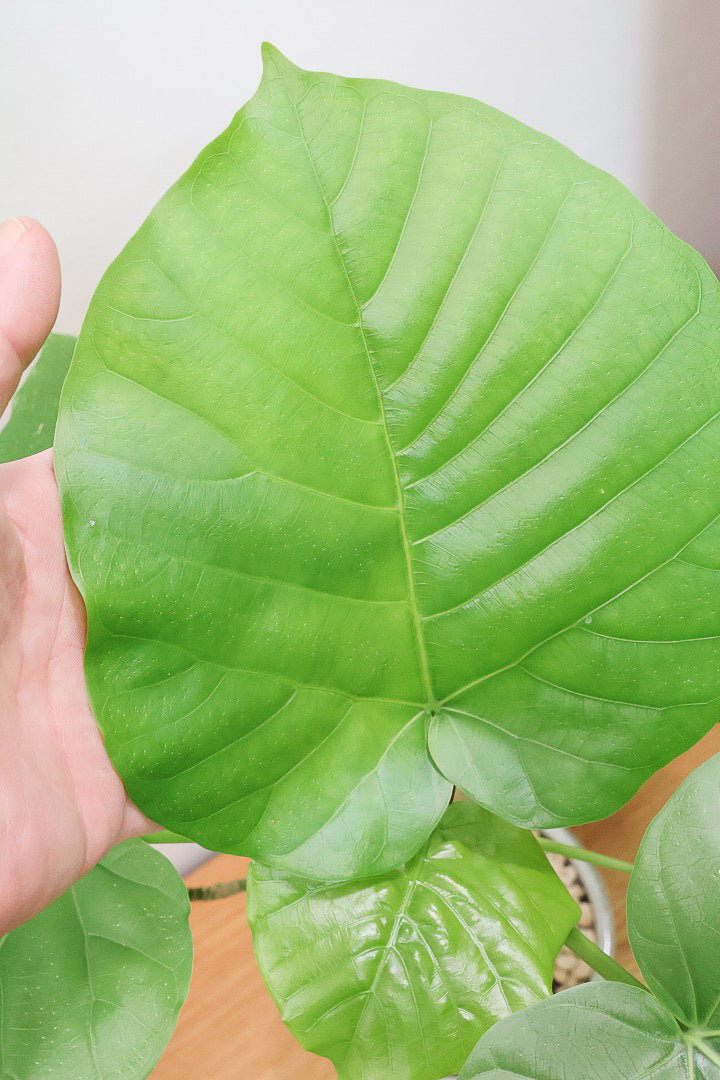 【ウンベラータ】かなり年季の入った幹！沖縄の温暖な気候でしっかりと仕立てられました！