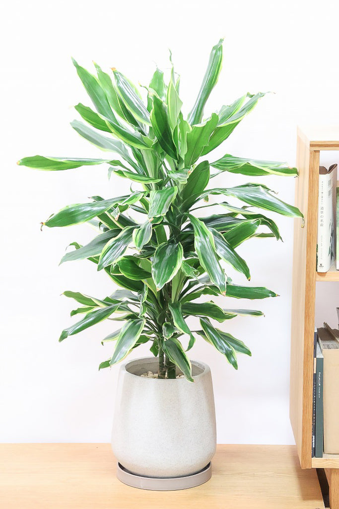 ドラセナ 60412-1SS_1024x1024.jpg?v=