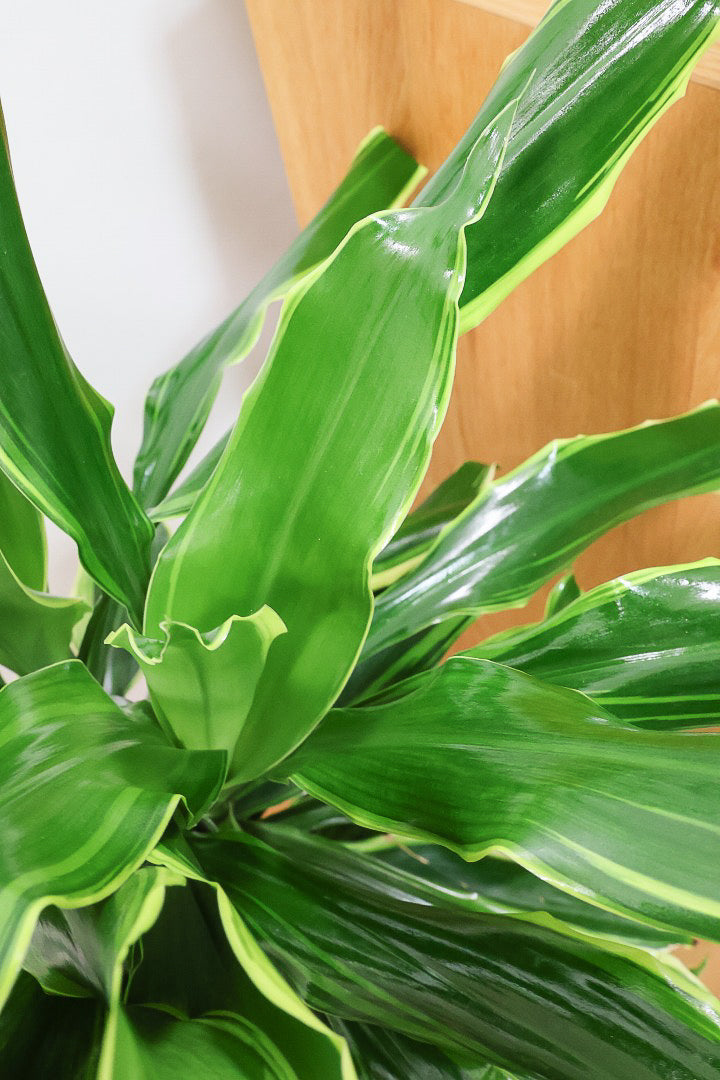 ドラセナ ゴールドコーストIV60412| 観葉植物の通信販売 | APEGO