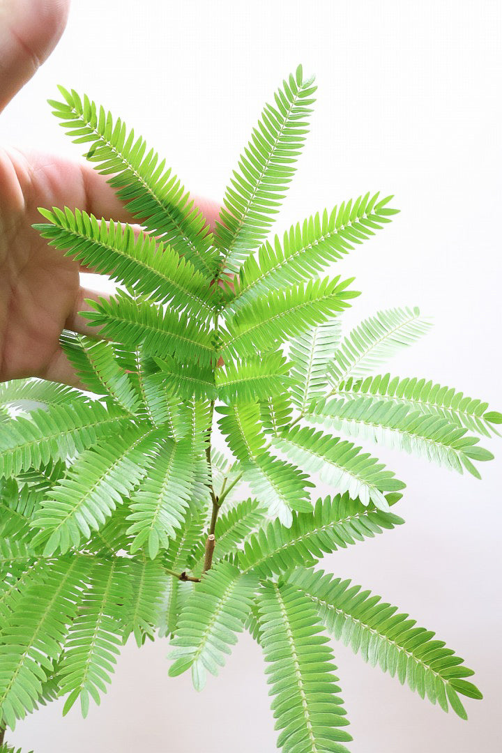 エバーフレッシュBR60414| 観葉植物の通信販売 | APEGO(アペーゴ)