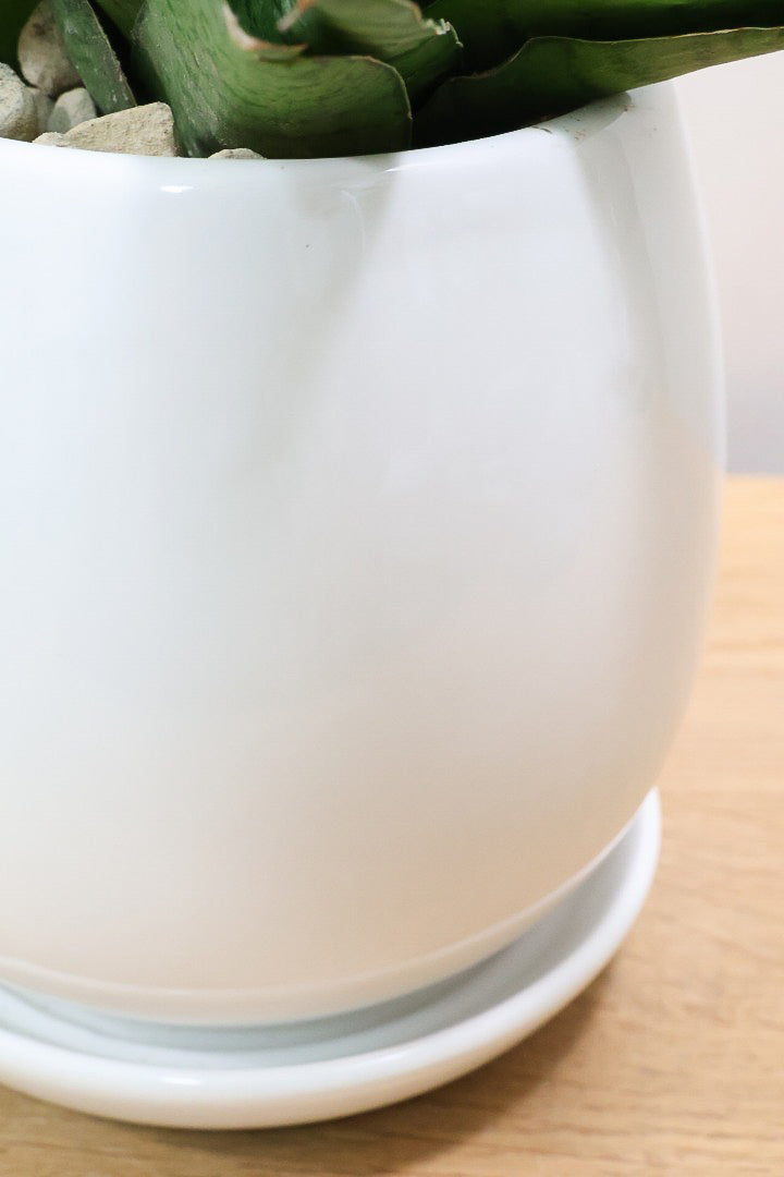 サンスベリア ハイブリッドW60415| 観葉植物の通信販売 | APEGO(アペーゴ)