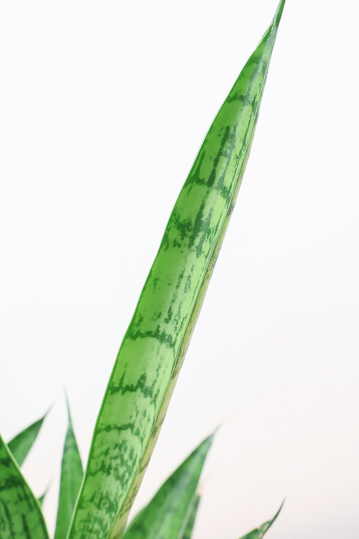 サンスベリア ハイブリッドW60415| 観葉植物の通信販売 | APEGO