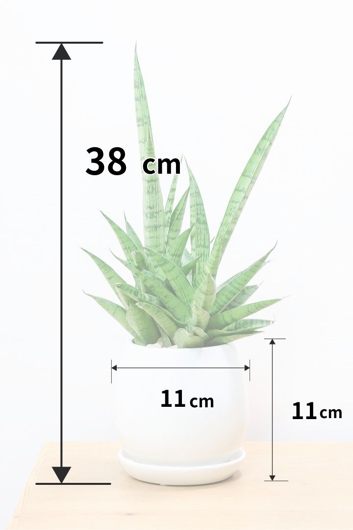 サンスベリア ハイブリッドW60415| 観葉植物の通信販売 | APEGO(アペーゴ)