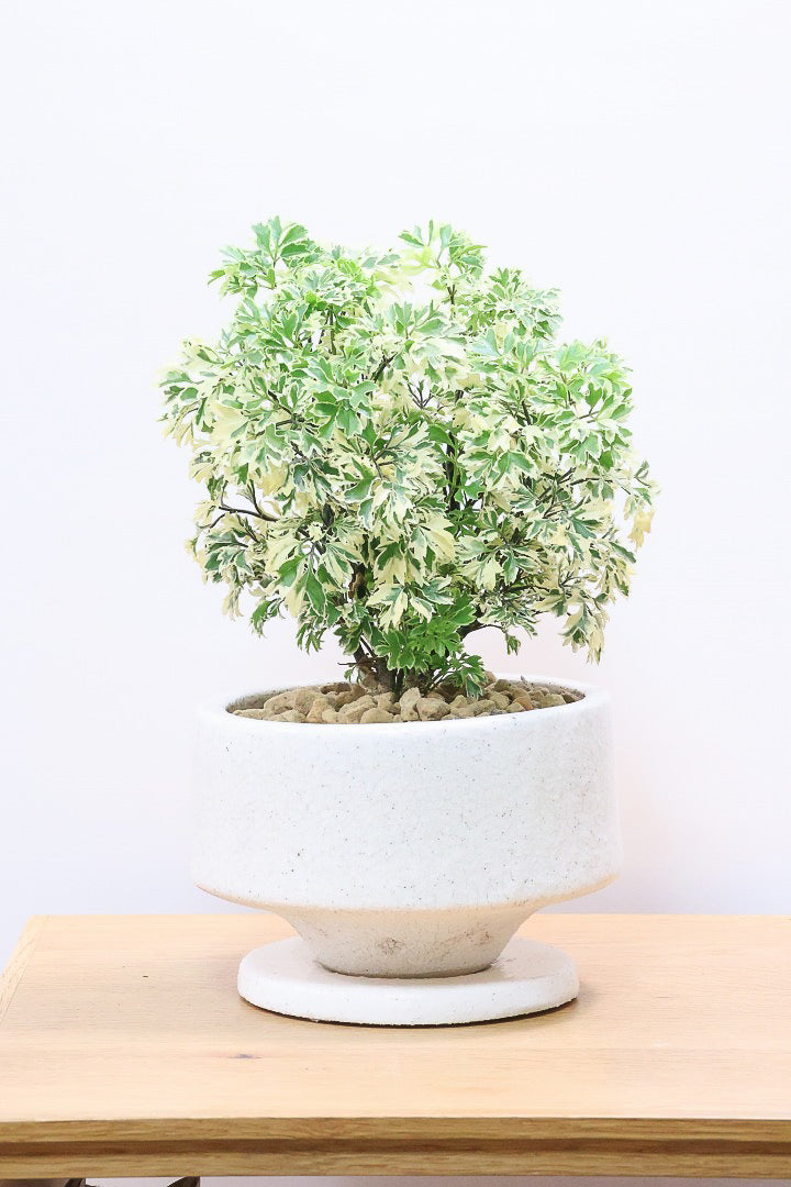 【ポリシャス スノープリンセス】斜めにデザインされた個性的なPOT！葉の模様がとても美しくて人気の観葉植物です!
