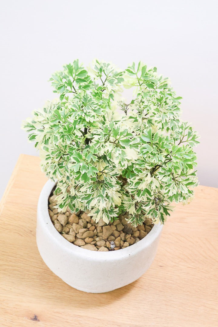 【ポリシャス スノープリンセス】斜めにデザインされた個性的なPOT！葉の模様がとても美しくて人気の観葉植物です!