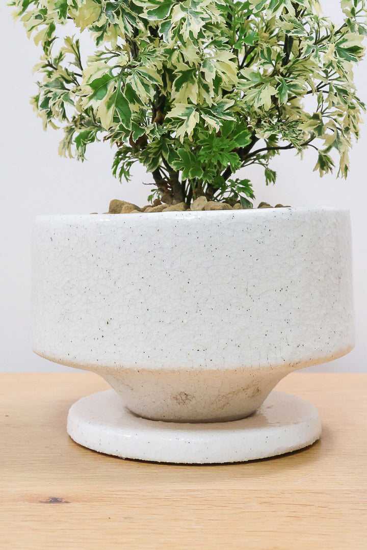 【ポリシャス スノープリンセス】斜めにデザインされた個性的なPOT！葉の模様がとても美しくて人気の観葉植物です!