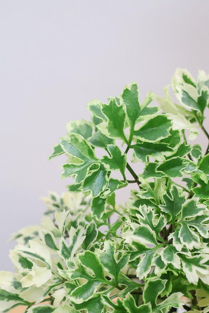 【ポリシャス スノープリンセス】斜めにデザインされた個性的なPOT！葉の模様がとても美しくて人気の観葉植物です!