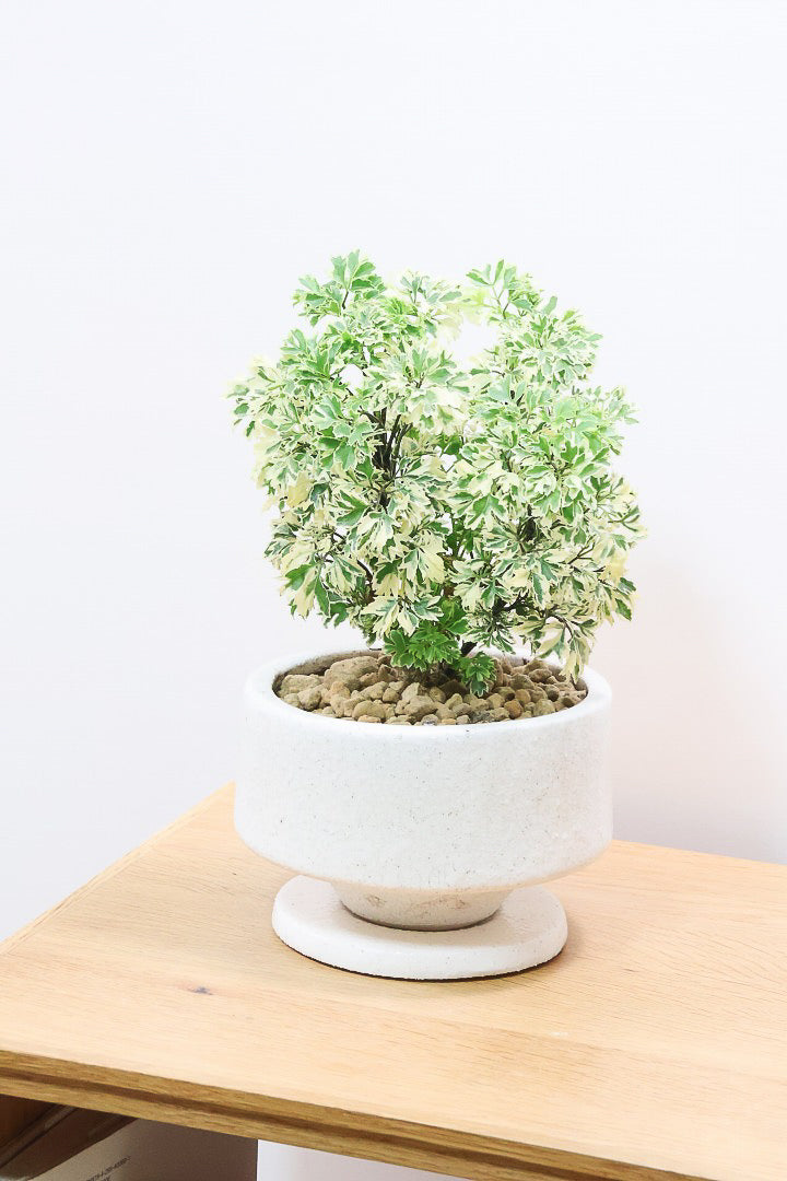 【ポリシャス スノープリンセス】斜めにデザインされた個性的なPOT！葉の模様がとても美しくて人気の観葉植物です!