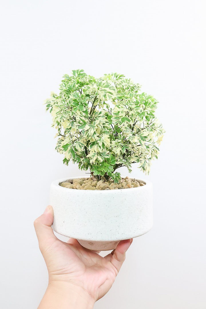 【ポリシャス スノープリンセス】斜めにデザインされた個性的なPOT！葉の模様がとても美しくて人気の観葉植物です!