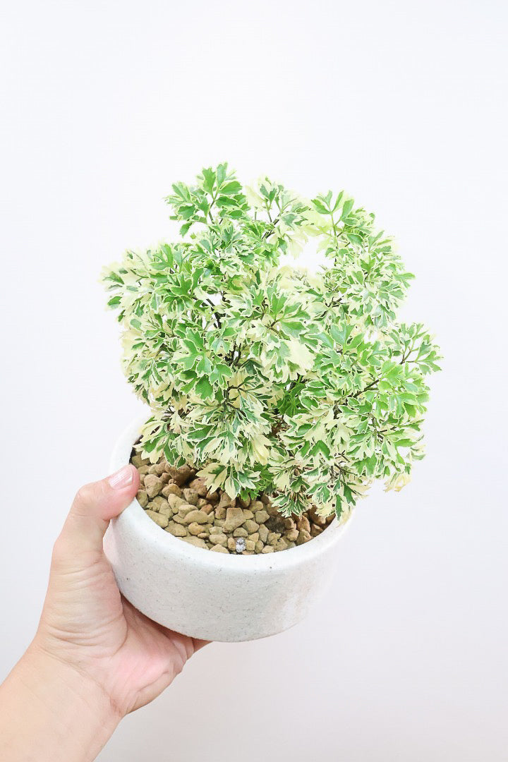 【ポリシャス スノープリンセス】斜めにデザインされた個性的なPOT！葉の模様がとても美しくて人気の観葉植物です!
