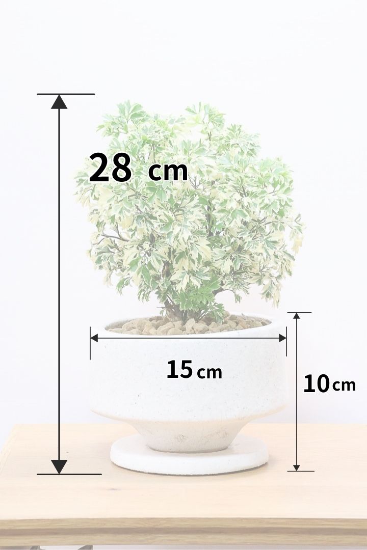【ポリシャス スノープリンセス】斜めにデザインされた個性的なPOT！葉の模様がとても美しくて人気の観葉植物です!