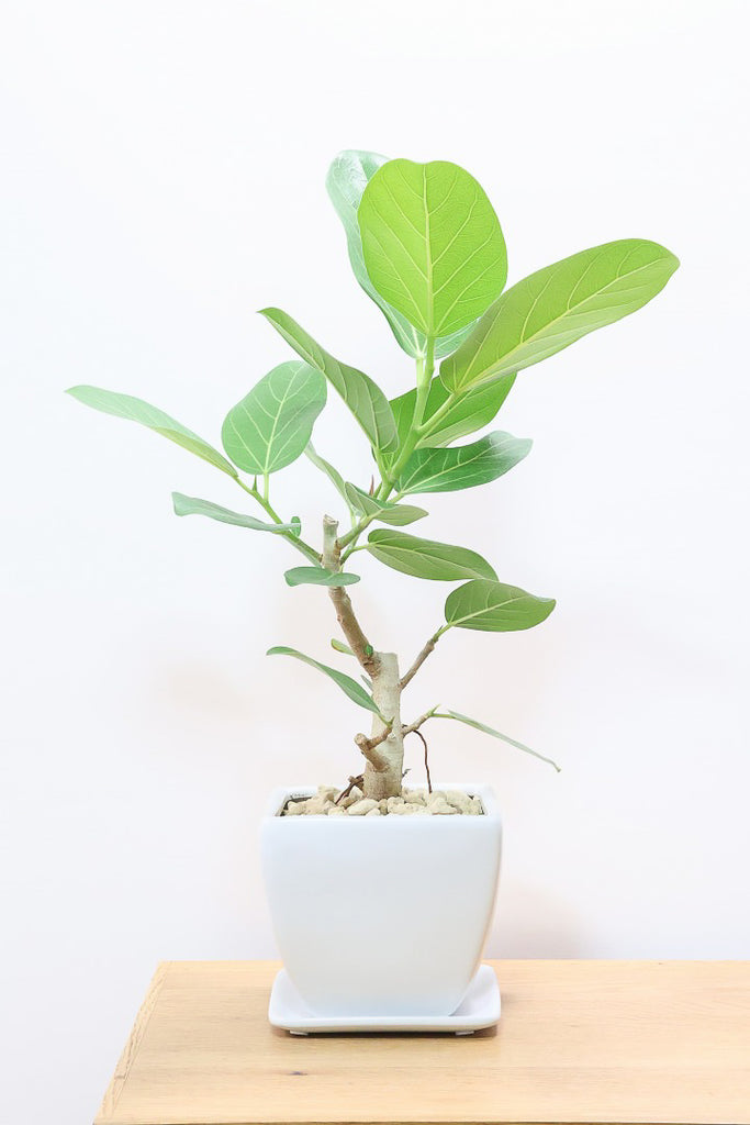 フィカス ベンガレンシスWS60365| 観葉植物の通信販売 | APEGO