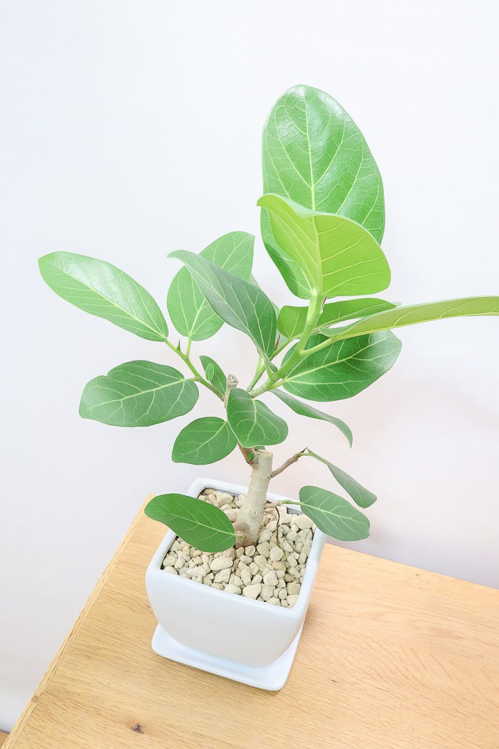 フィカス ベンガレンシスWS60365| 観葉植物の通信販売 | APEGO