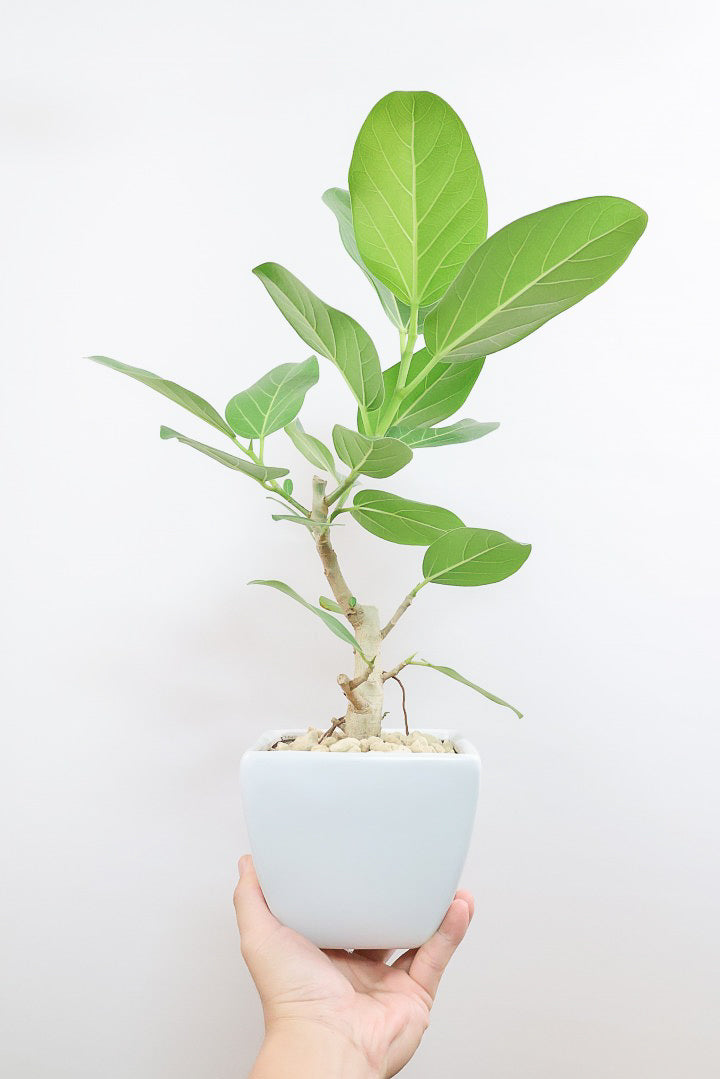 M インテリアフィカス (⁎ᴗ͈ˬᴗ͈⁎)ベンガレンシス おしゃれな観葉植物】インテリアプランツ「フィカス