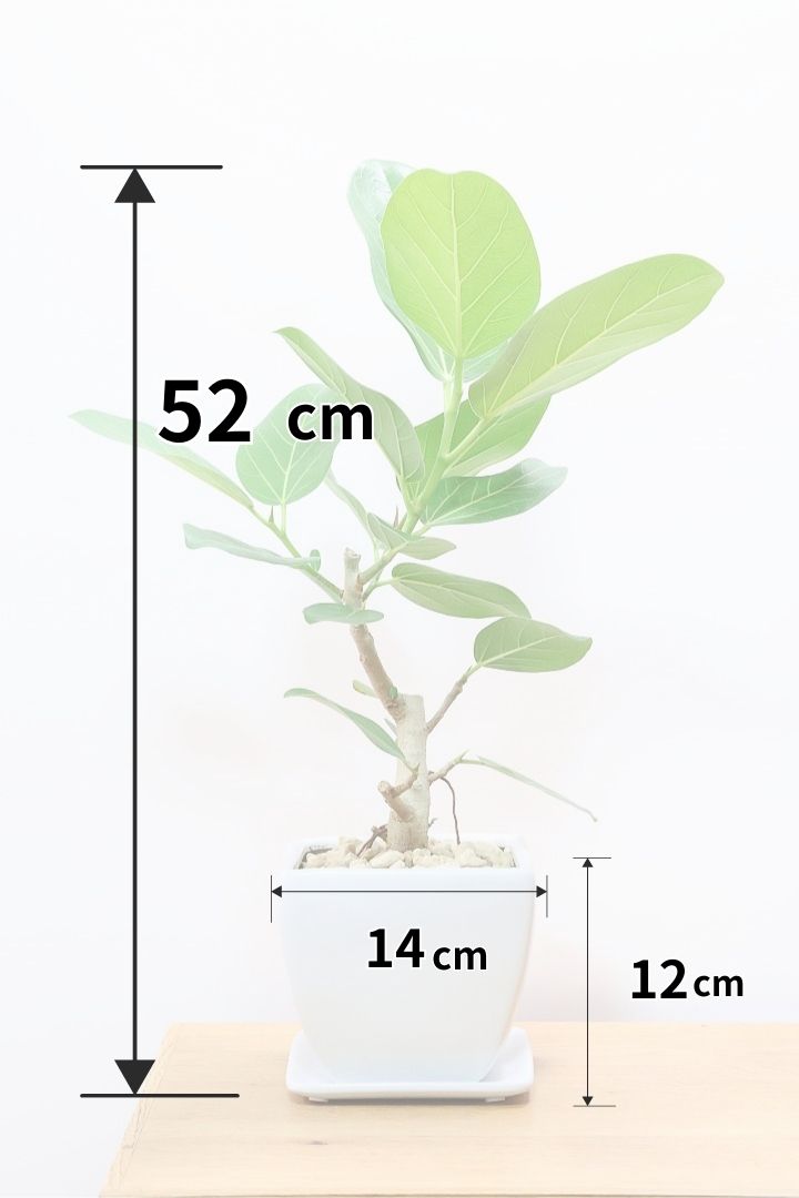 フィカス ベンガレンシスWS60365| 観葉植物の通信販売 | APEGO