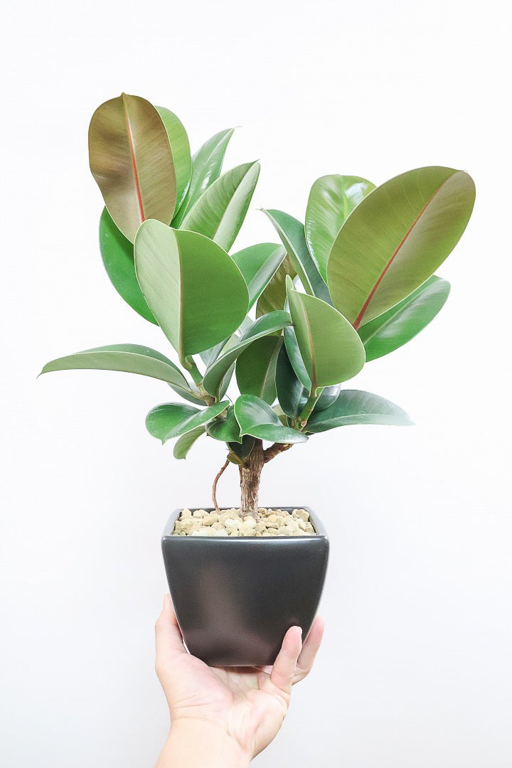 【フィカス ソフィア 】たまご型のかわいい葉！ブラックに近い濃いグリーンの葉がシブイ！ゴムの木の中でも育てやすい人気種です！