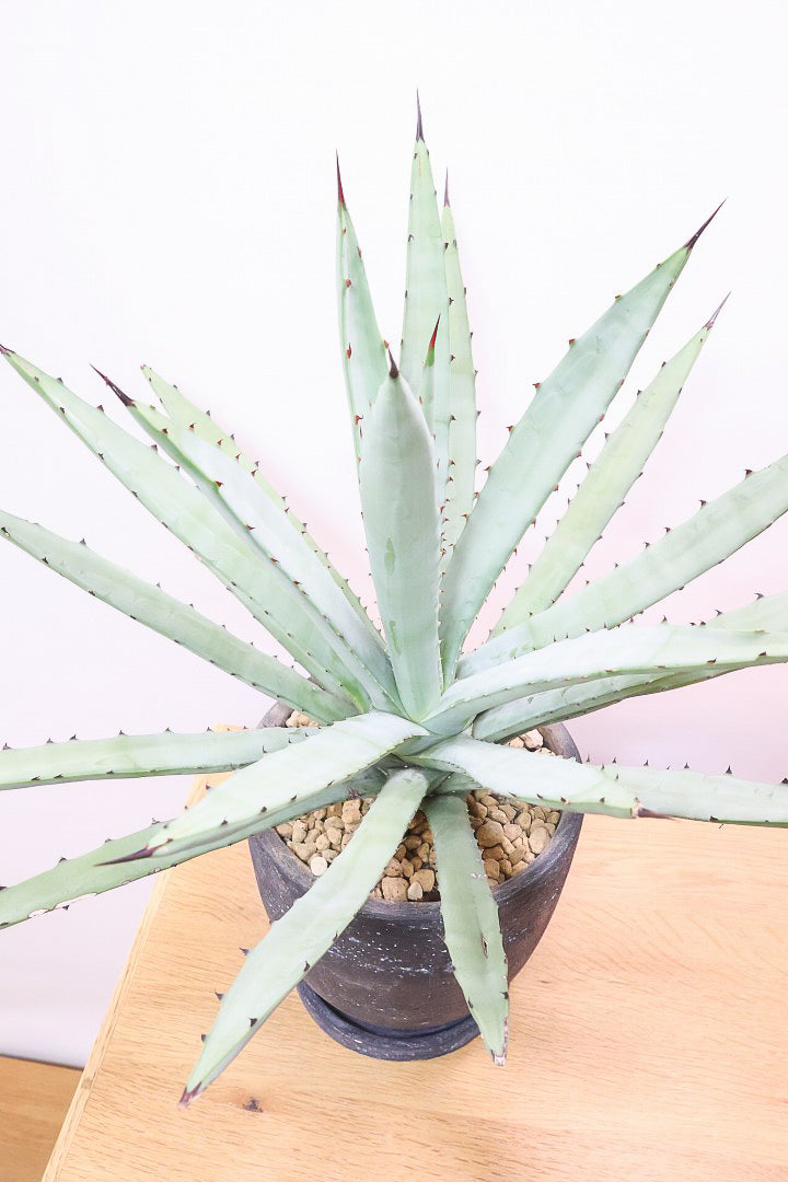 アガベ マクロカンサGL60423| 観葉植物の通信販売 | APEGO(アペーゴ)