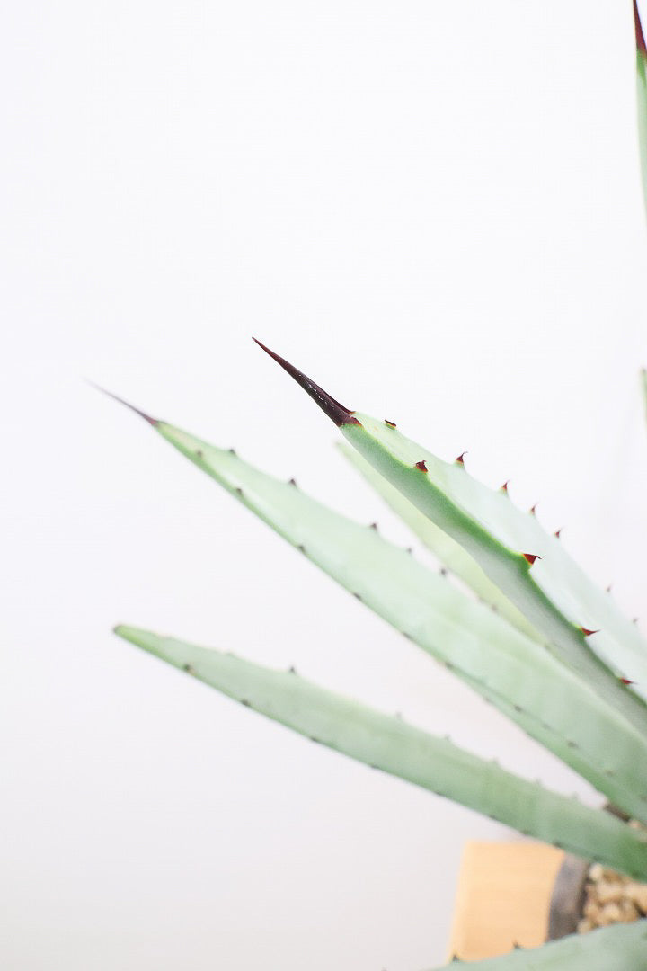 アガベ　マクロアカンサ　‘Merge teeth’ 連棘　曲棘　親サイズ アガベ マクロアカンサ 'Merge teeth' 連棘 曲棘 親サイズ