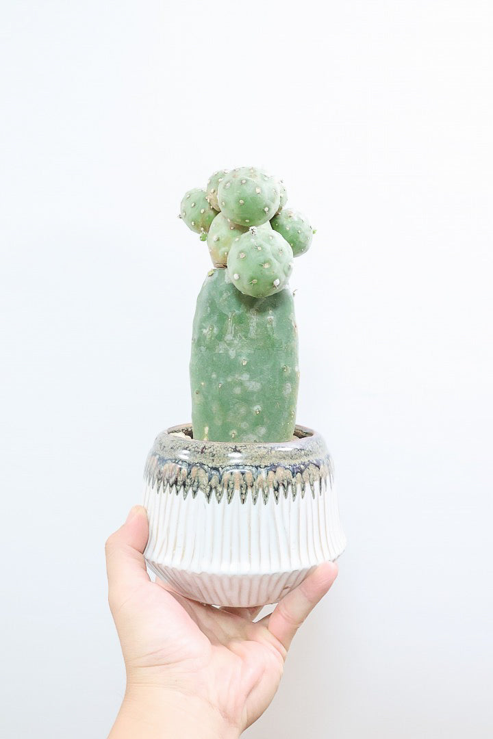 サボテン　テフロカクタス　ゲオメトリクス 楽天市場】観葉植物/[ザ・ファームセレクト]サボテン：テフロ