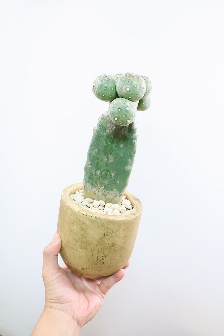 【テフロカクタス ゲオメトリクス】今回がラストの在庫！人気の木製ＰＯＴ！モコモコタイプの大人気品種のサボテン！しかも接ぎ木タイプなので育てやすく安心して育てられますよ！