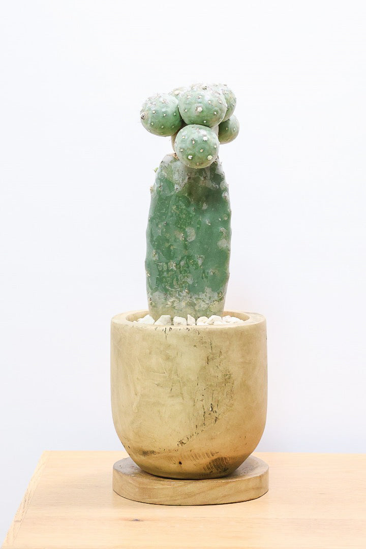 【テフロカクタス ゲオメトリクス】今回がラストの在庫！人気の木製ＰＯＴ！モコモコタイプの大人気品種のサボテン！しかも接ぎ木タイプなので育てやすく安心して育てられますよ！