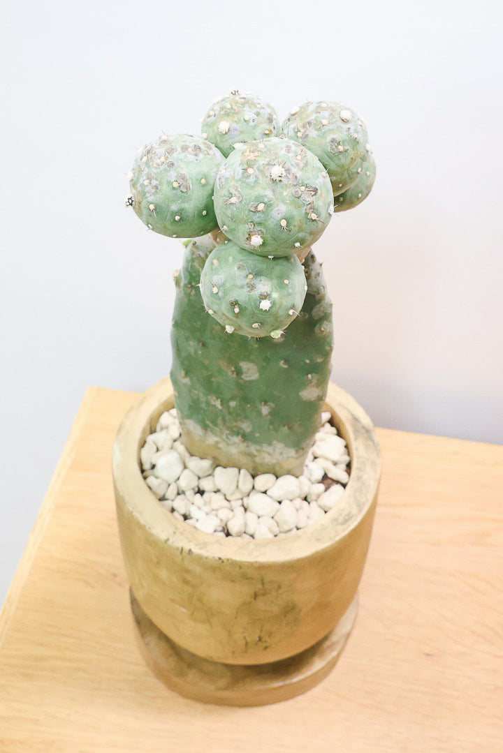 【テフロカクタス ゲオメトリクス】今回がラストの在庫！人気の木製ＰＯＴ！モコモコタイプの大人気品種のサボテン！しかも接ぎ木タイプなので育てやすく安心して育てられますよ！